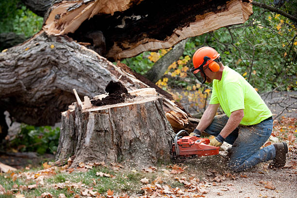 Best Tree Pruning Services  in El Monte, CA